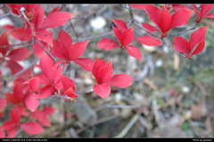 DSCF0540