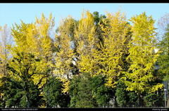 DSCF0544