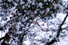IMGP0341