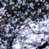 IMGP0341