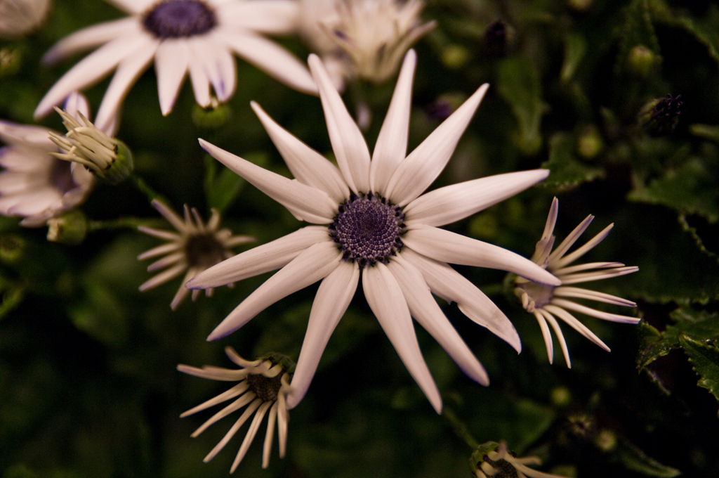 IMGP0281