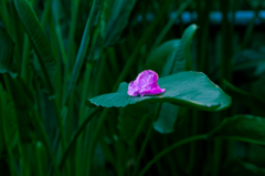 IMGP0254