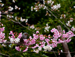 IMGP0336