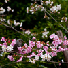 IMGP0336