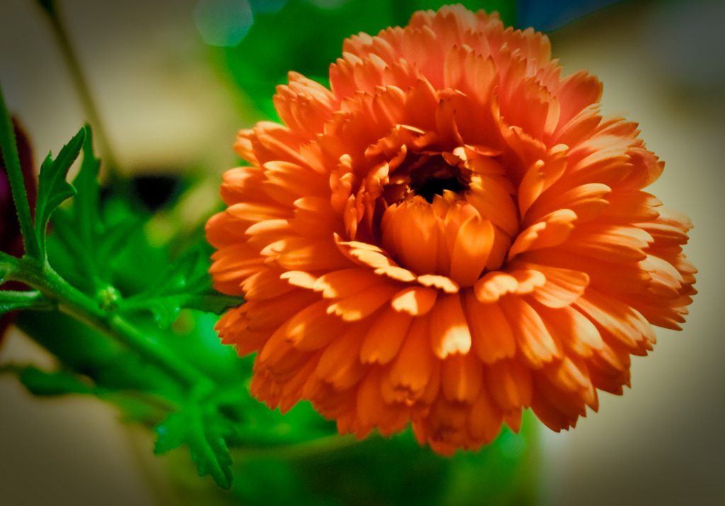 花