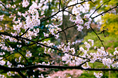 IMGP0339