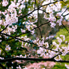 IMGP0339