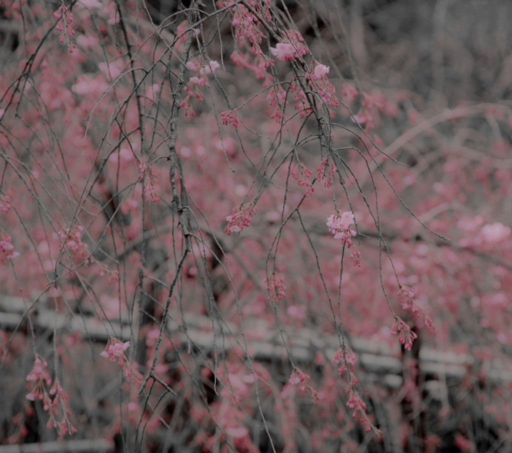IMGP0342
