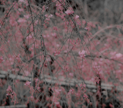 IMGP0342