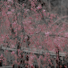IMGP0342