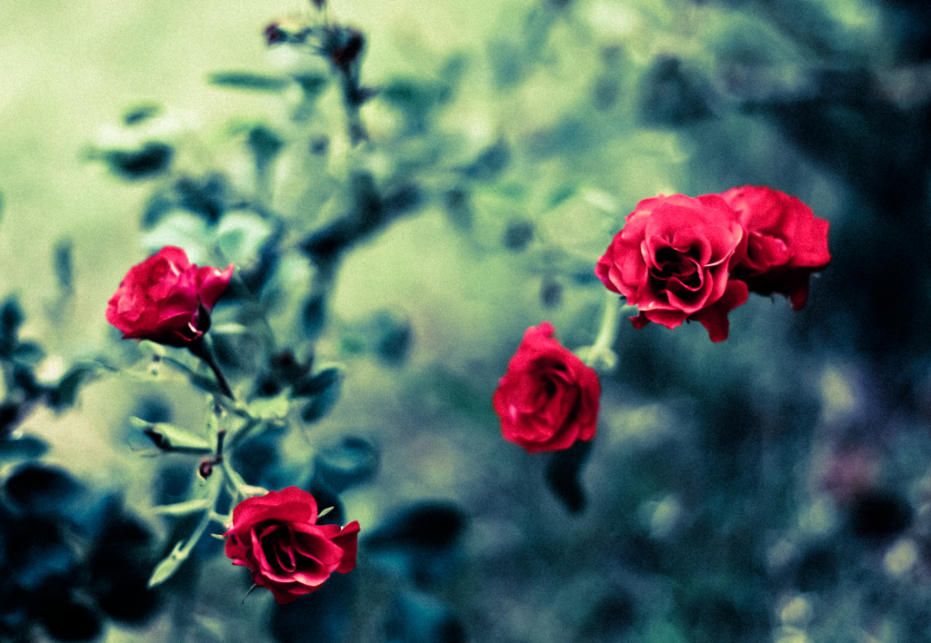 rose