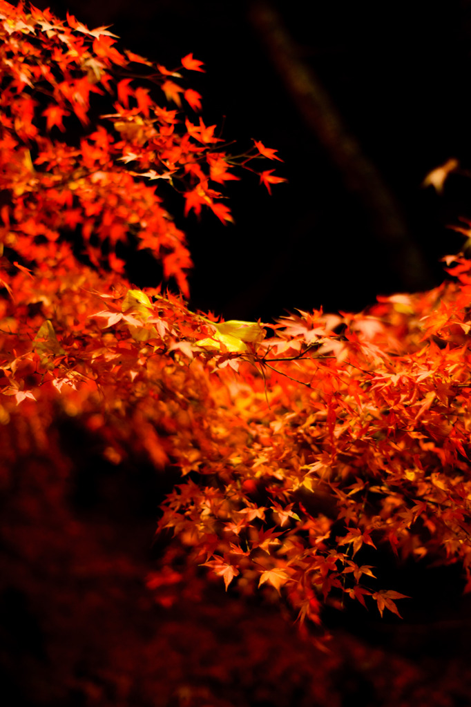 銀杏と紅葉