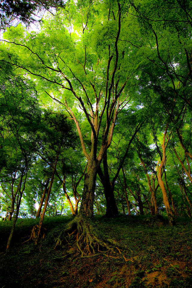 forest　Ⅱ