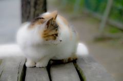 cat