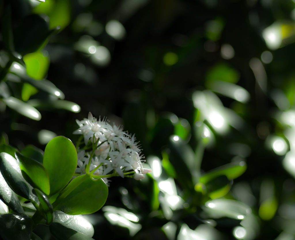 IMGP0253