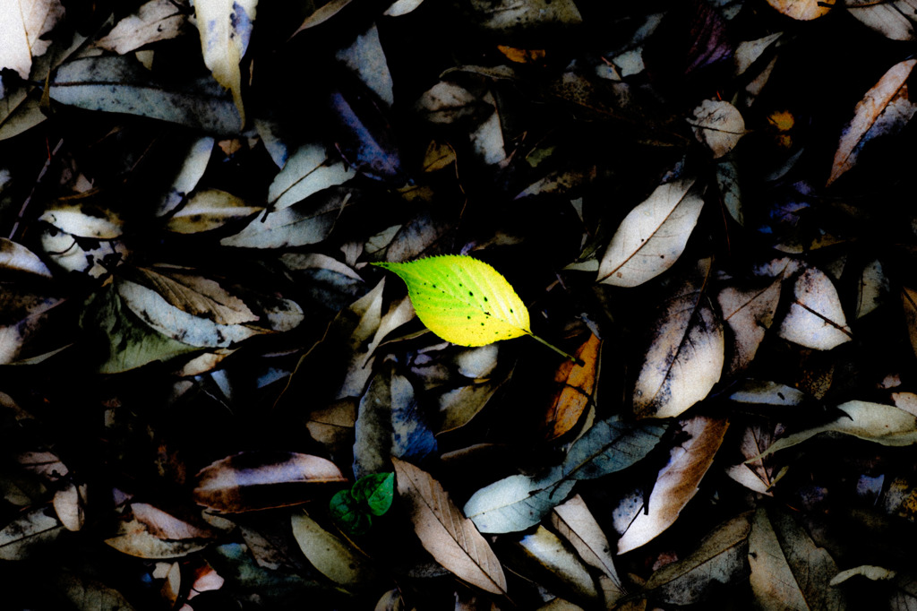 leaf　leaf　leaf