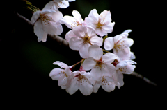 IMGP0331