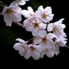 IMGP0331