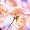 美華薄命その2