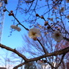 春のかほり