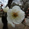 春さき梅さき