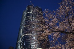 roppongi art night 2010 / hills & cherry