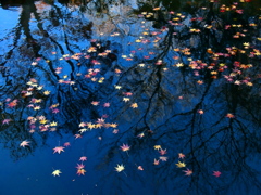 fallen red  leaves