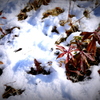 積雪.5