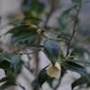 IMGP2968