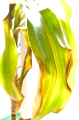 際涯（さいがい）