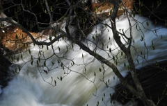 DSC_1505T