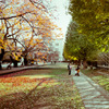 autumn