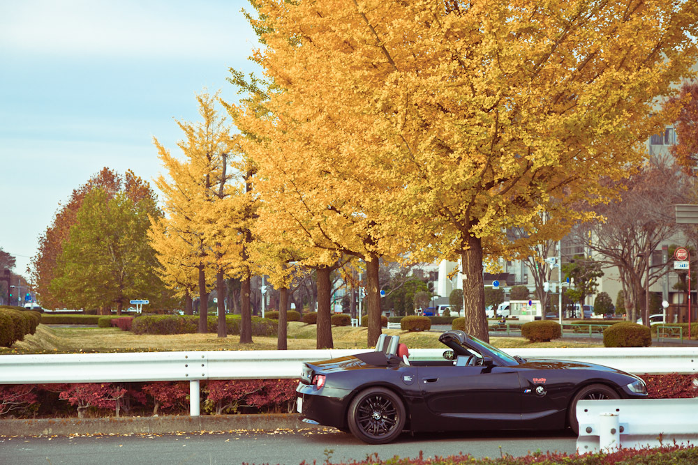 ginkgo car