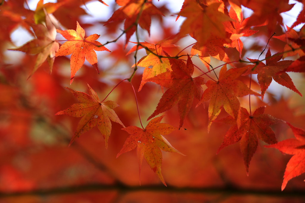 朱に紅