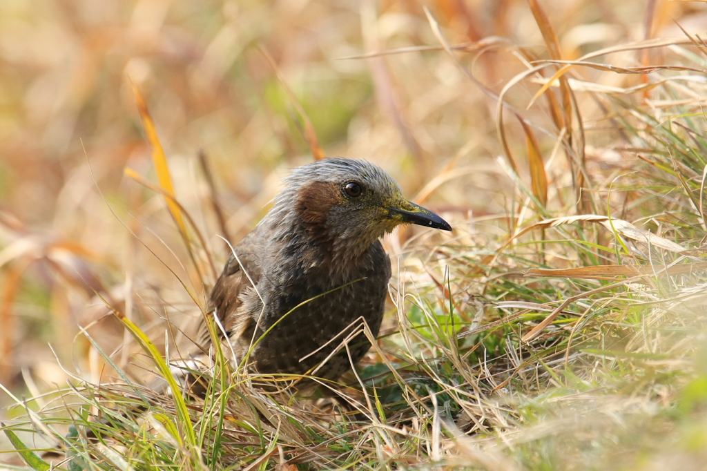 ﾋﾖの視線～(4)