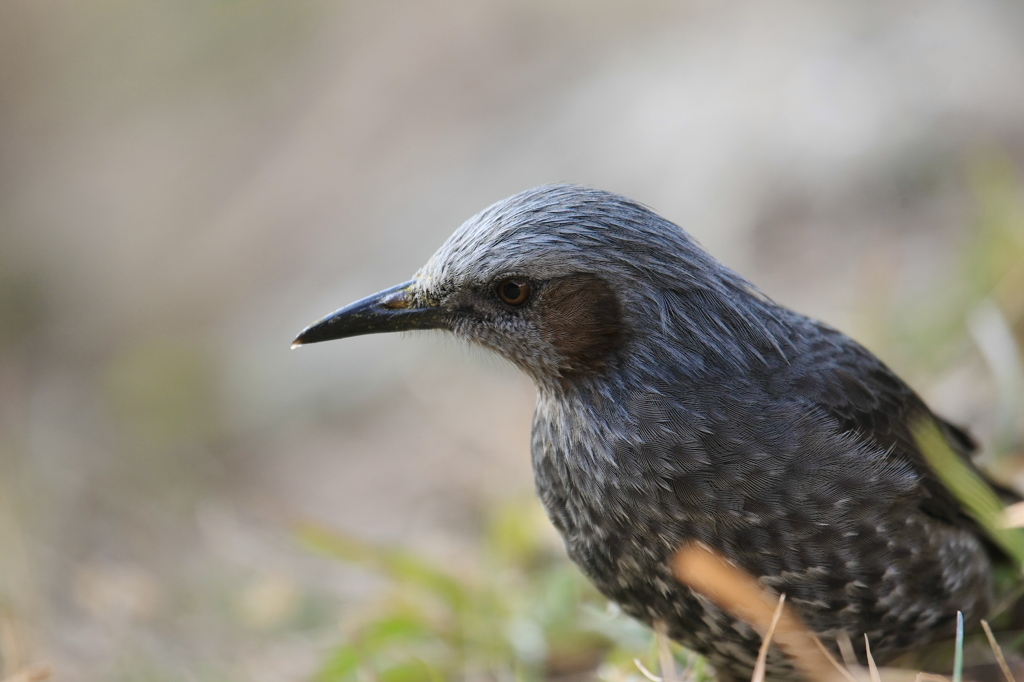 ﾋﾖの視線～(2)