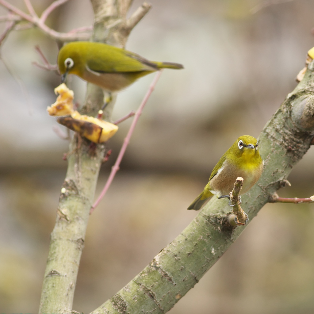 ２早く食べな～