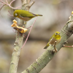 ２早く食べな～