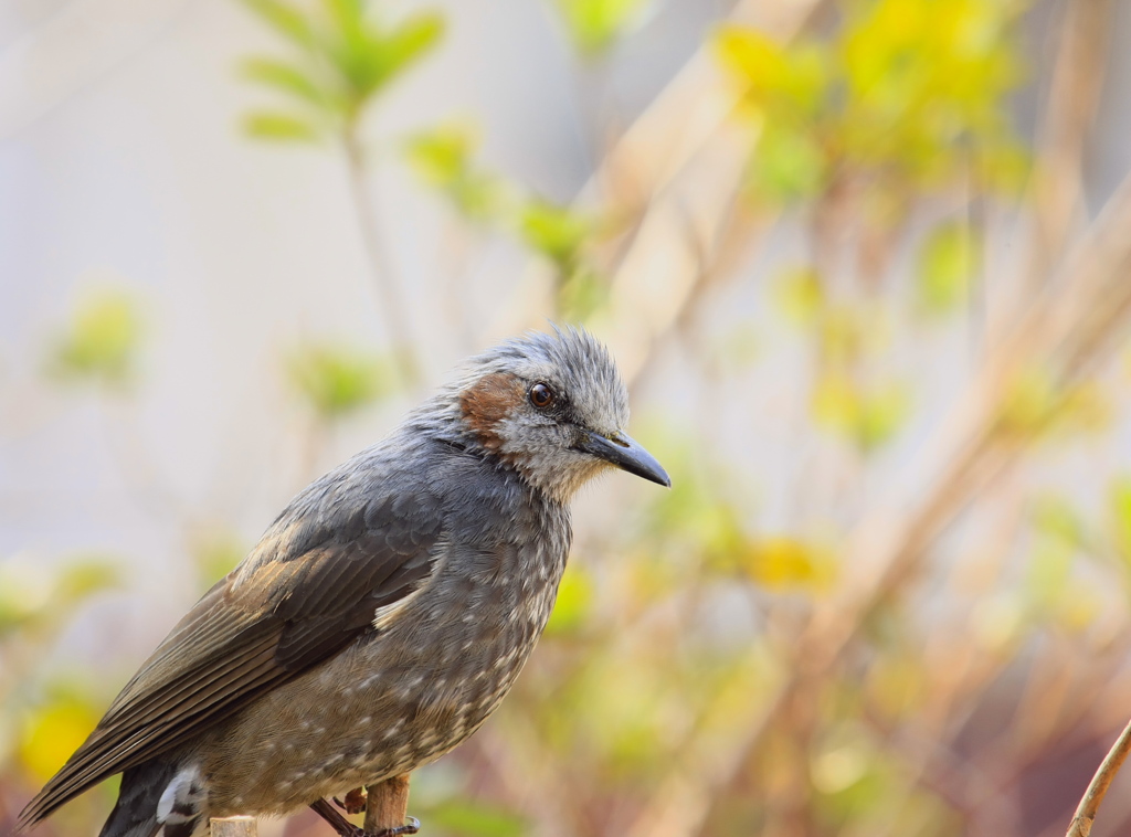  ヒヨの視線～(1)