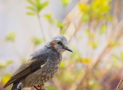  ヒヨの視線～(1)