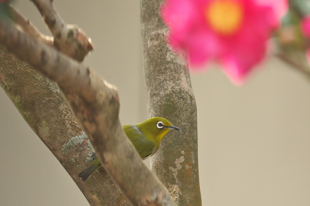構図がダメだよ～おじさん