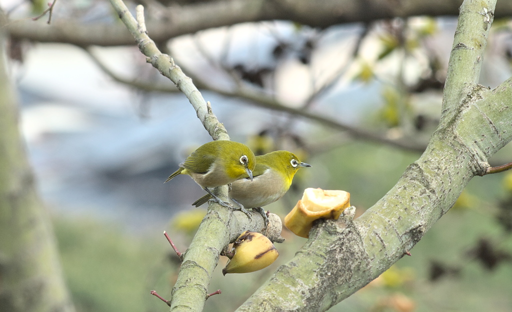 2羽　♪～♡♡～♪