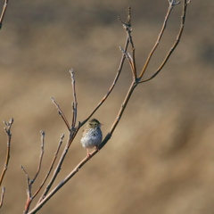 ちっちゃな野鳥