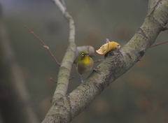 ﾒｼﾞﾛの視線シリ－ズ～(4)