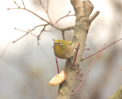 ﾒｼﾞﾛの視線ｼﾘ-ｽﾞ～(2)