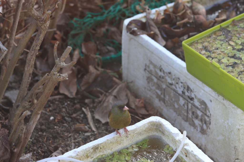窓越し～～お久しぶり　♪