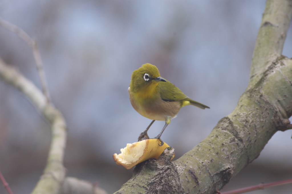  ﾒｼﾞﾛの視線ｼﾘ-ｽﾞ～(1)