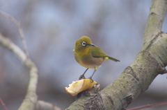  ﾒｼﾞﾛの視線ｼﾘ-ｽﾞ～(1)