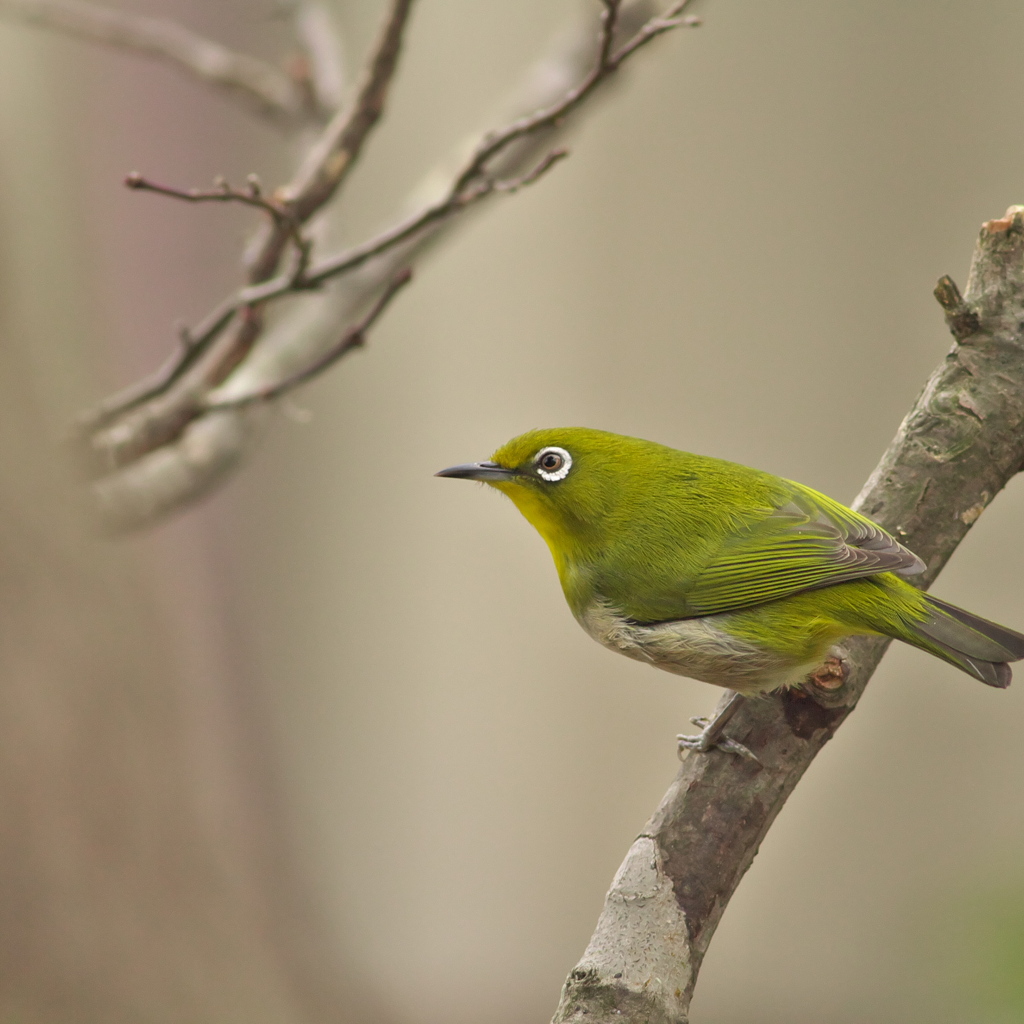 ４コマメジロ～その４　ごちそうさま