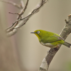 ４コマメジロ～その４　ごちそうさま